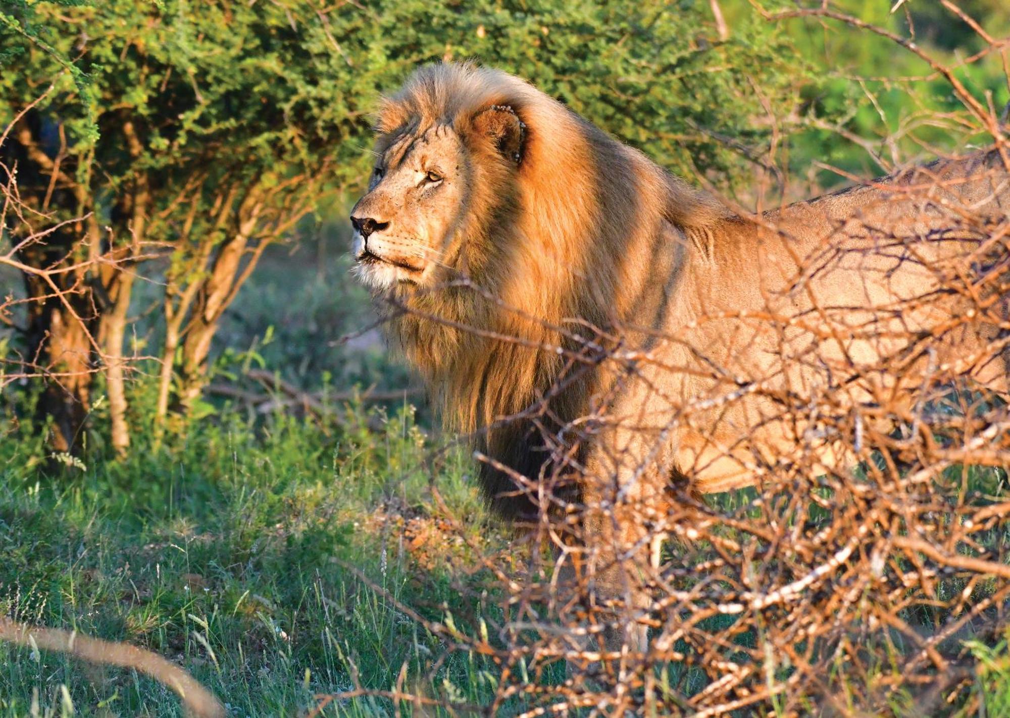 Madikwe River Lodge By Dream Resorts มาเดิคเวเกมรีเซิร์ฟ ภายนอก รูปภาพ