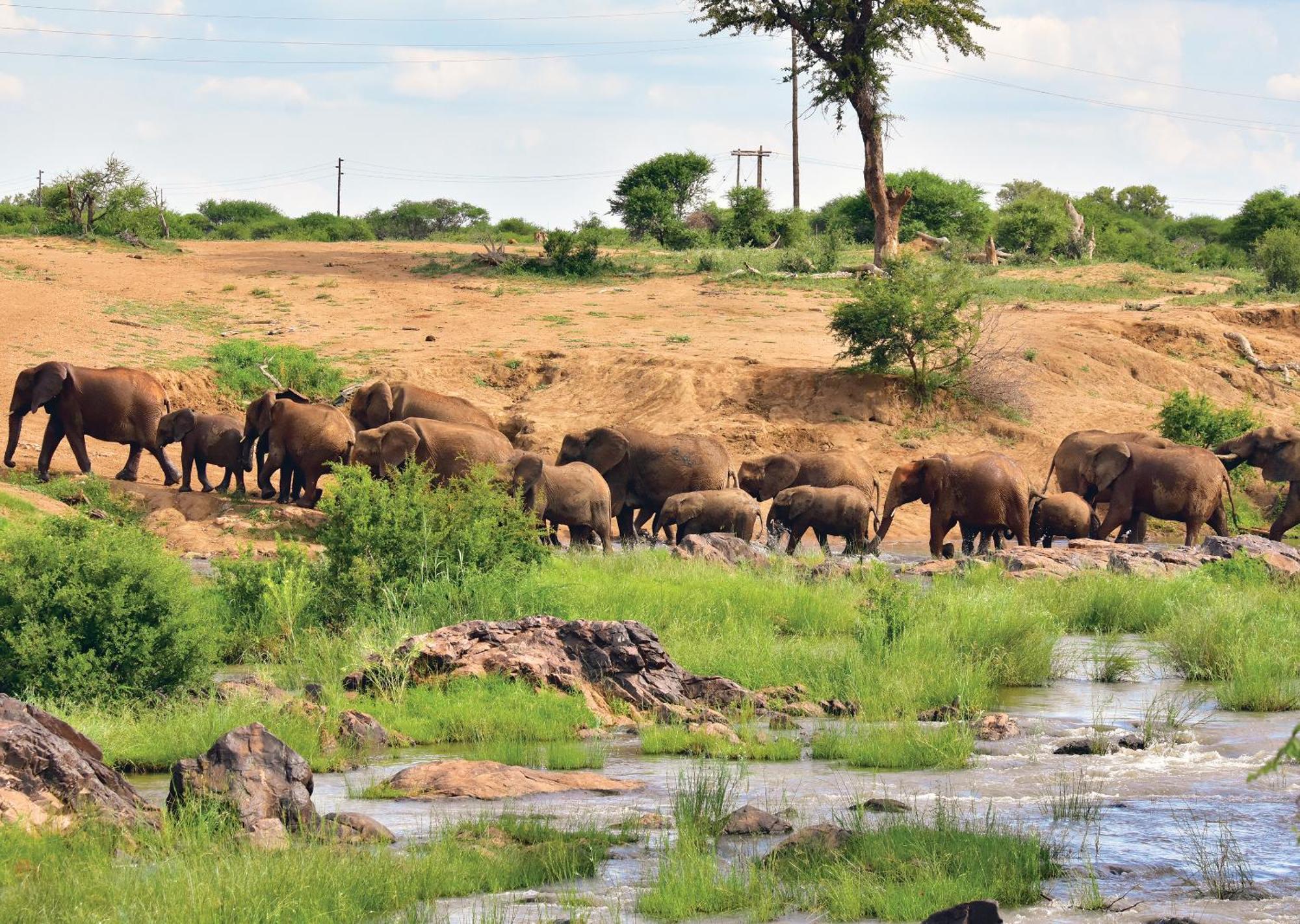 Madikwe River Lodge By Dream Resorts มาเดิคเวเกมรีเซิร์ฟ ภายนอก รูปภาพ