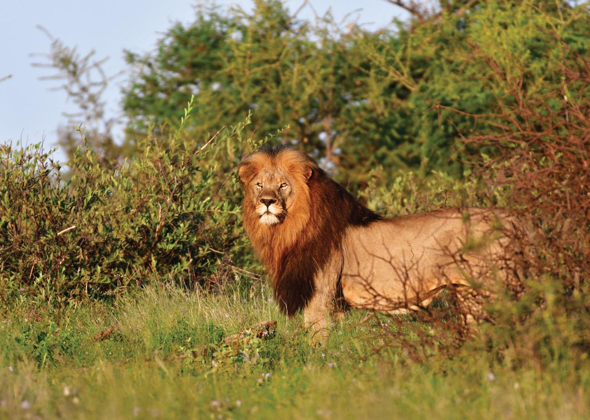 Madikwe River Lodge By Dream Resorts มาเดิคเวเกมรีเซิร์ฟ ภายนอก รูปภาพ