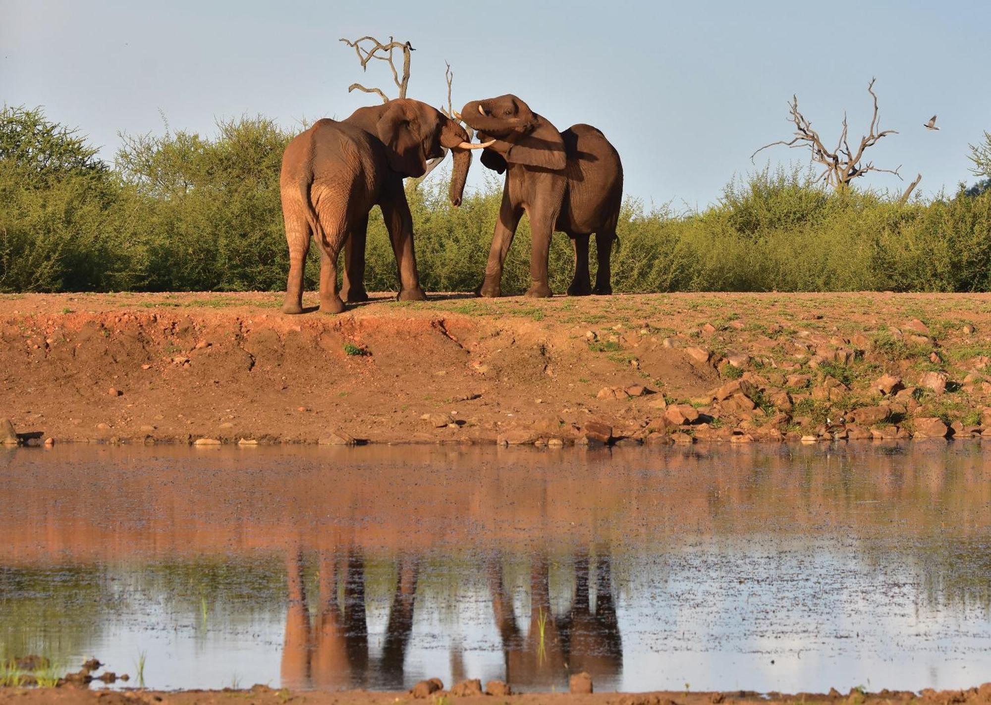 Madikwe River Lodge By Dream Resorts มาเดิคเวเกมรีเซิร์ฟ ภายนอก รูปภาพ