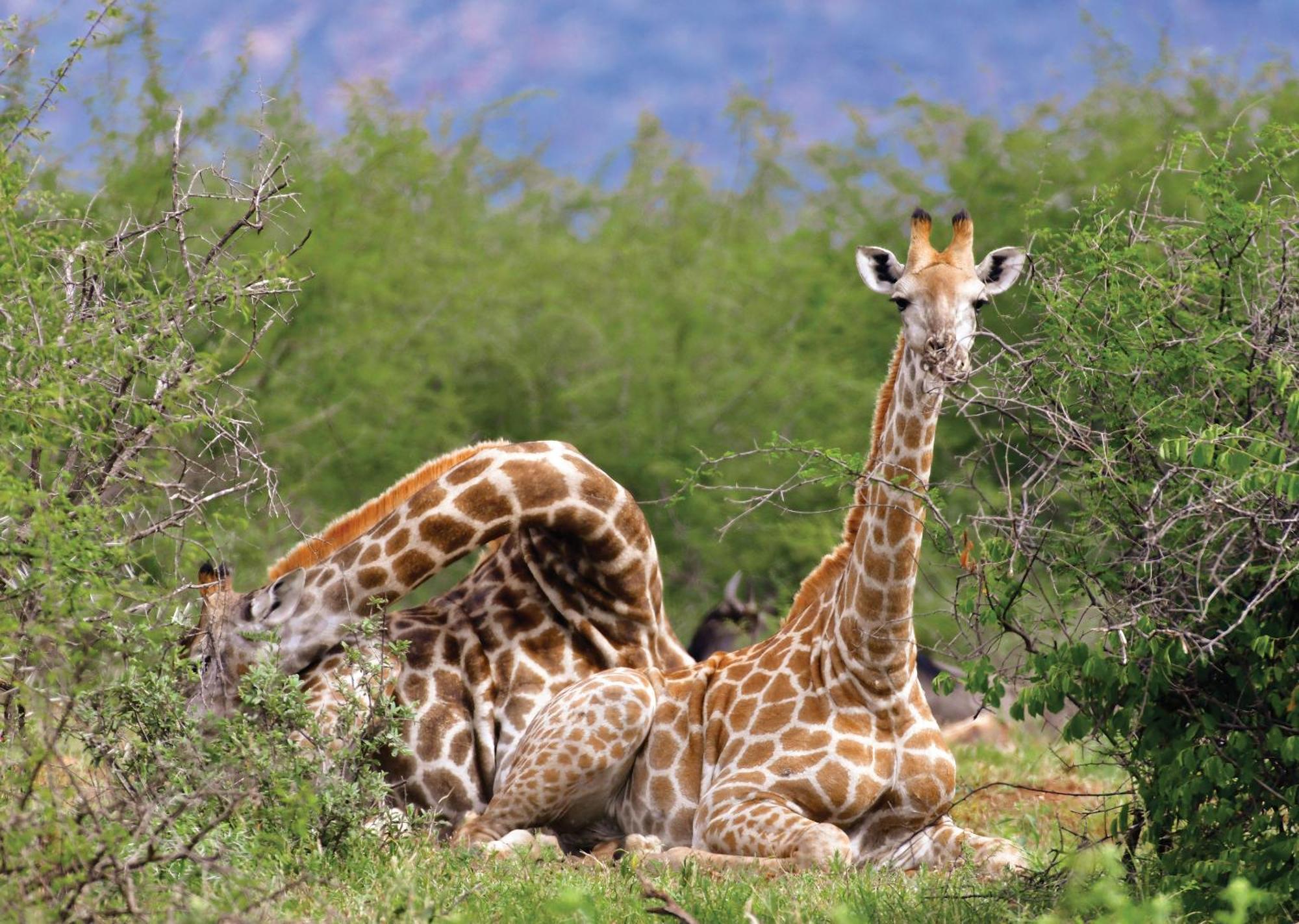 Madikwe River Lodge By Dream Resorts มาเดิคเวเกมรีเซิร์ฟ ภายนอก รูปภาพ