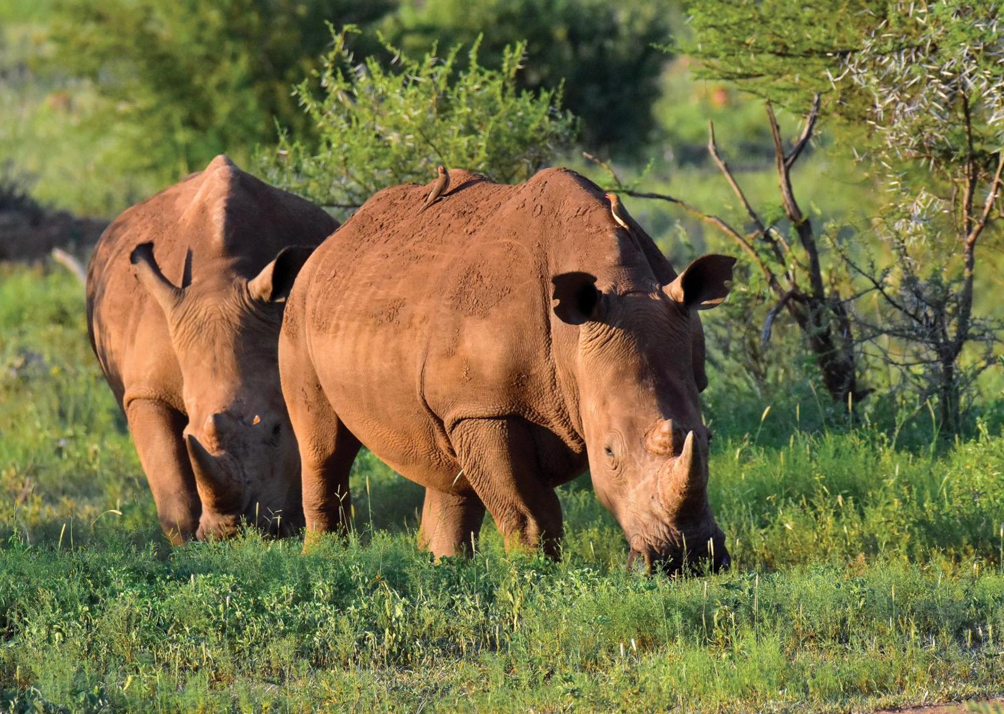 Madikwe River Lodge By Dream Resorts มาเดิคเวเกมรีเซิร์ฟ ภายนอก รูปภาพ