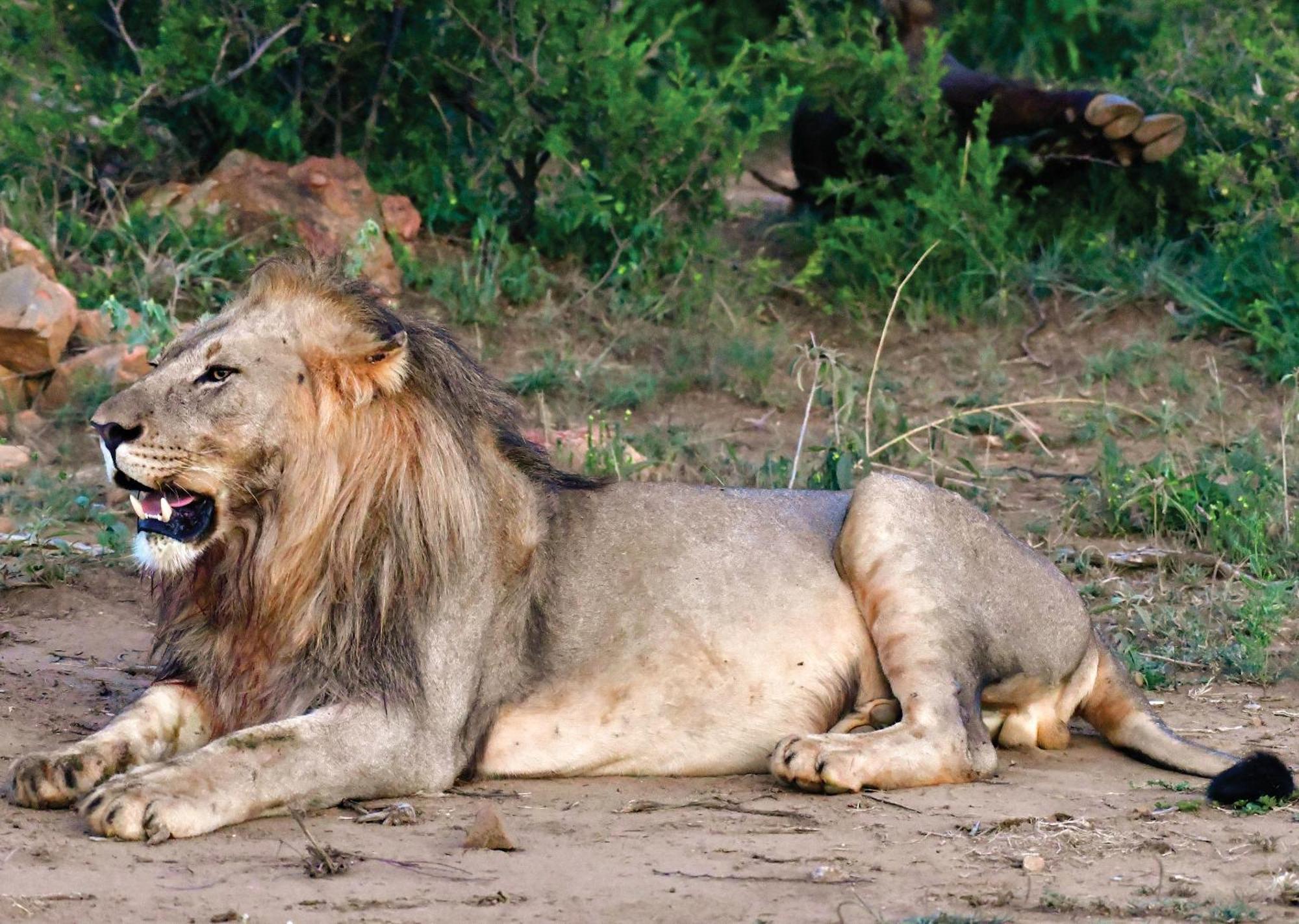 Madikwe River Lodge By Dream Resorts มาเดิคเวเกมรีเซิร์ฟ ภายนอก รูปภาพ