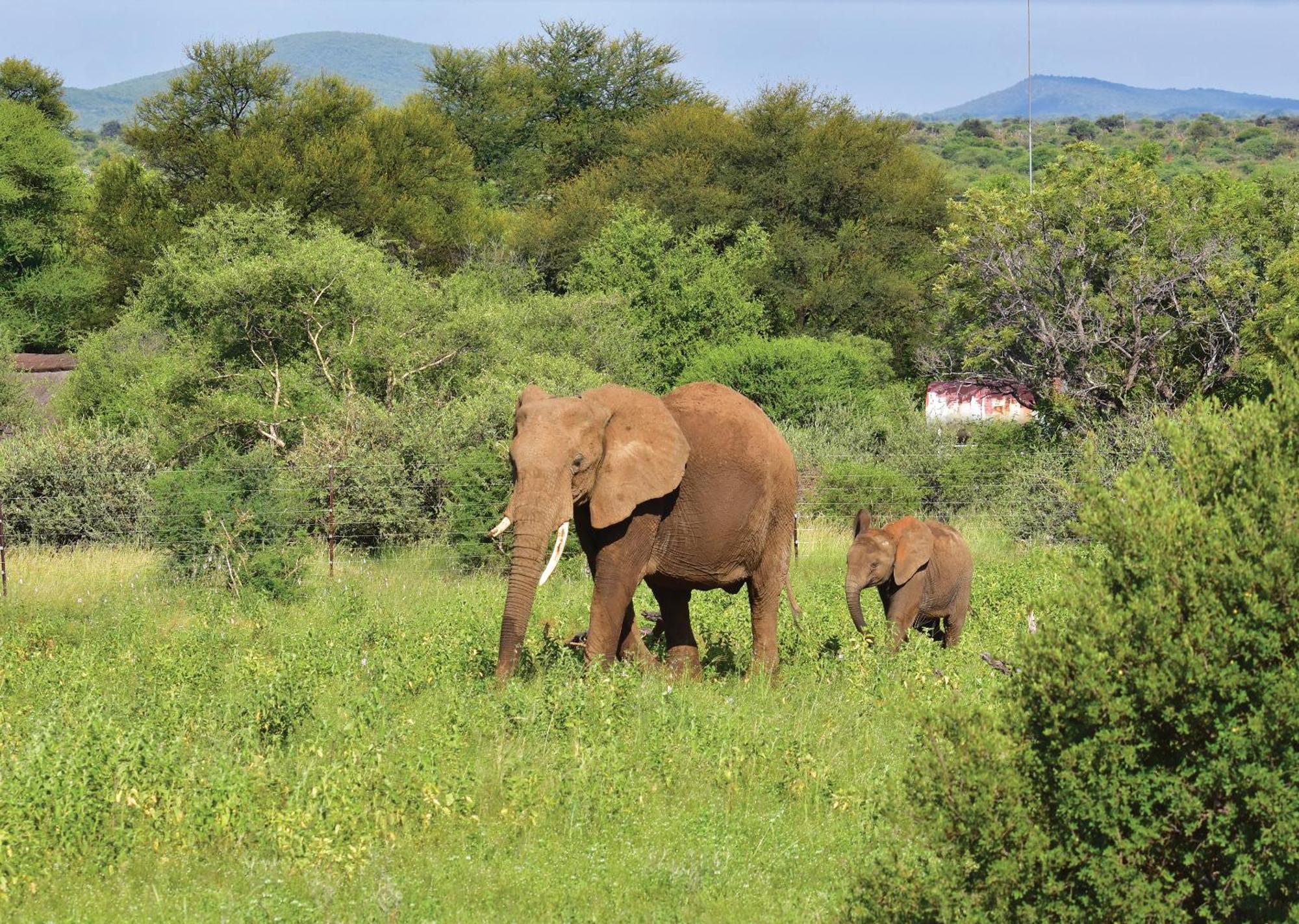 Madikwe River Lodge By Dream Resorts มาเดิคเวเกมรีเซิร์ฟ ภายนอก รูปภาพ