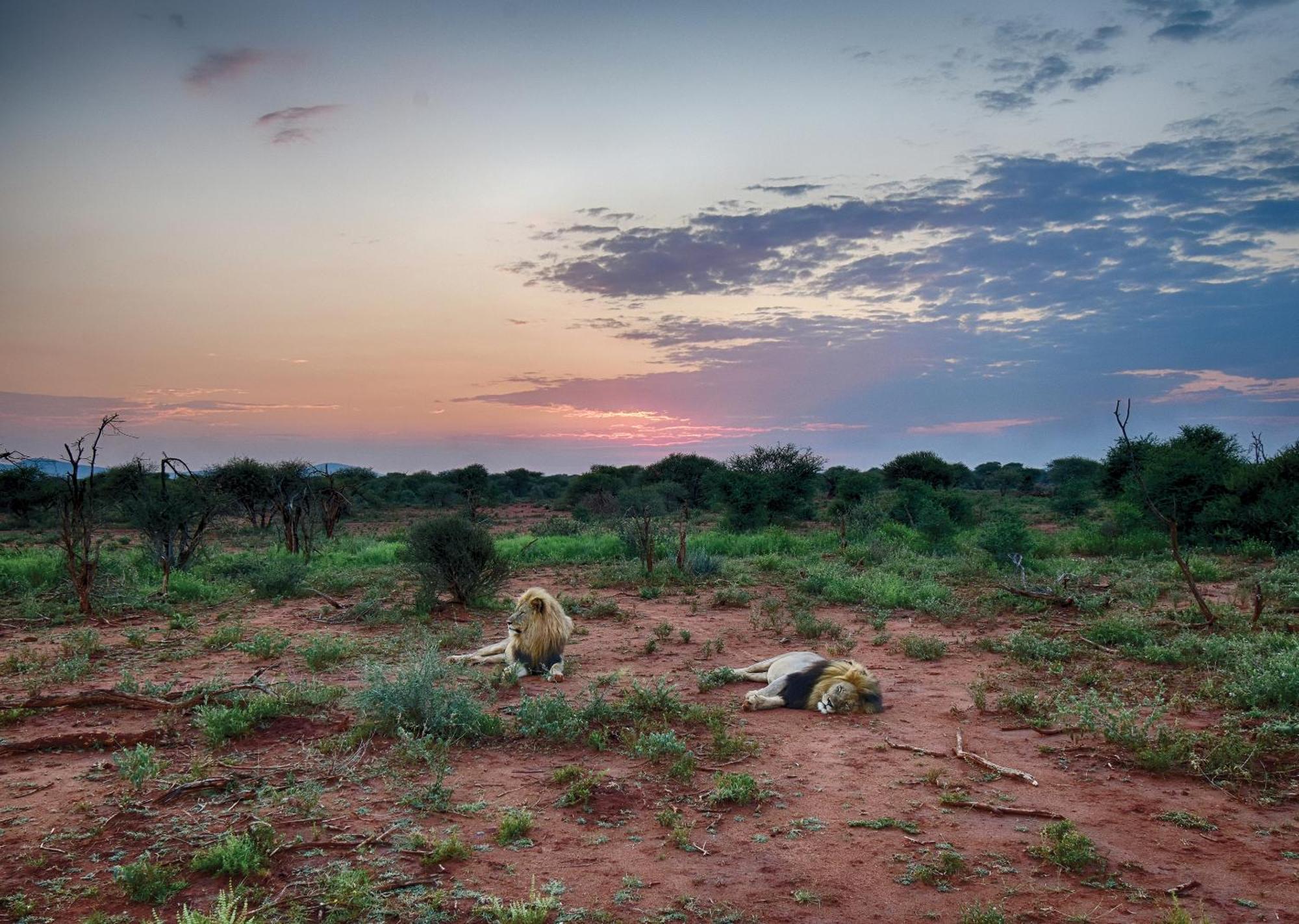 Madikwe River Lodge By Dream Resorts มาเดิคเวเกมรีเซิร์ฟ ภายนอก รูปภาพ