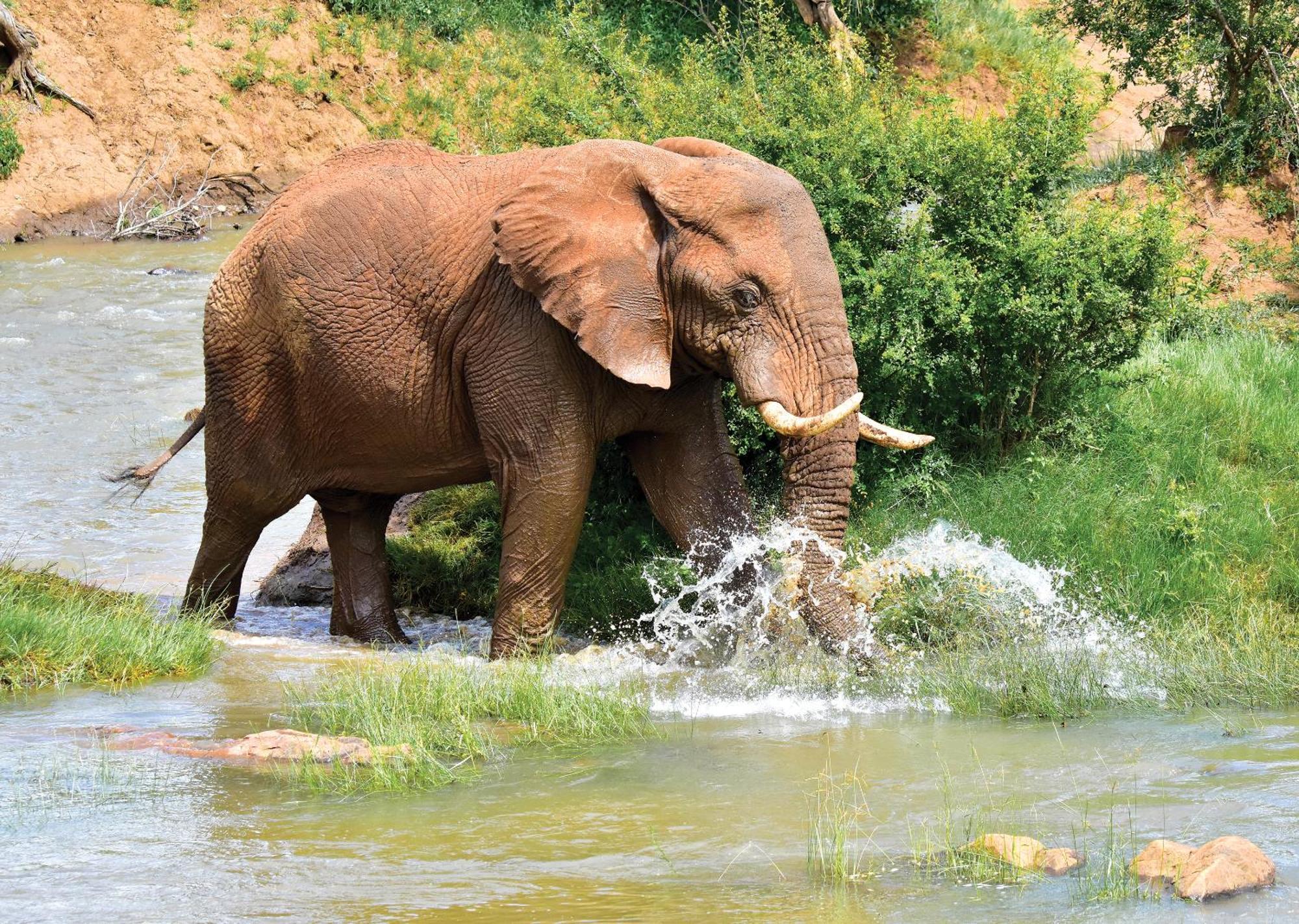 Madikwe River Lodge By Dream Resorts มาเดิคเวเกมรีเซิร์ฟ ภายนอก รูปภาพ