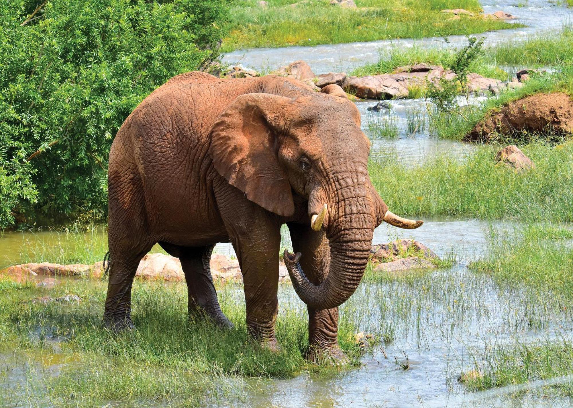 Madikwe River Lodge By Dream Resorts มาเดิคเวเกมรีเซิร์ฟ ภายนอก รูปภาพ