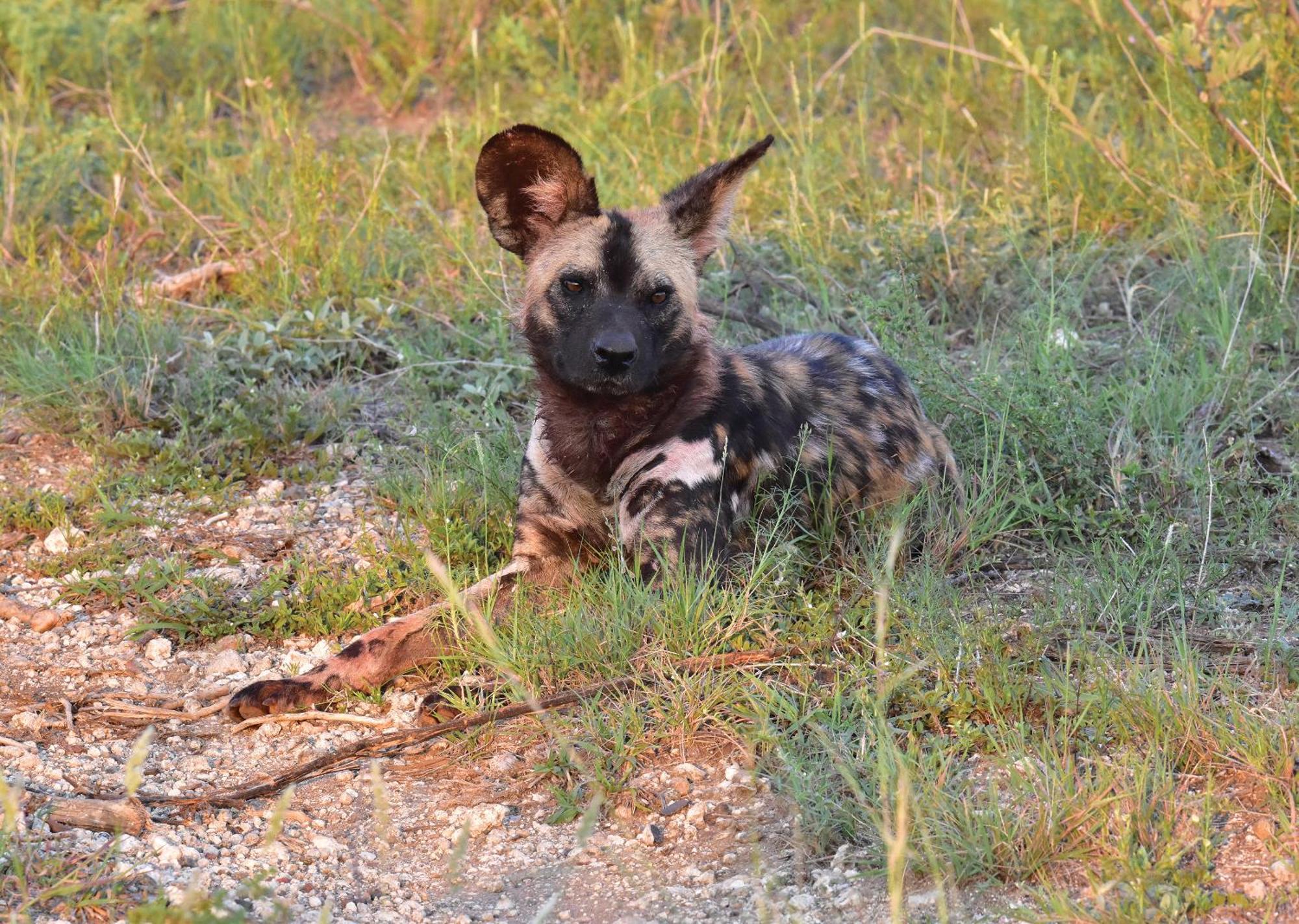 Madikwe River Lodge By Dream Resorts มาเดิคเวเกมรีเซิร์ฟ ภายนอก รูปภาพ