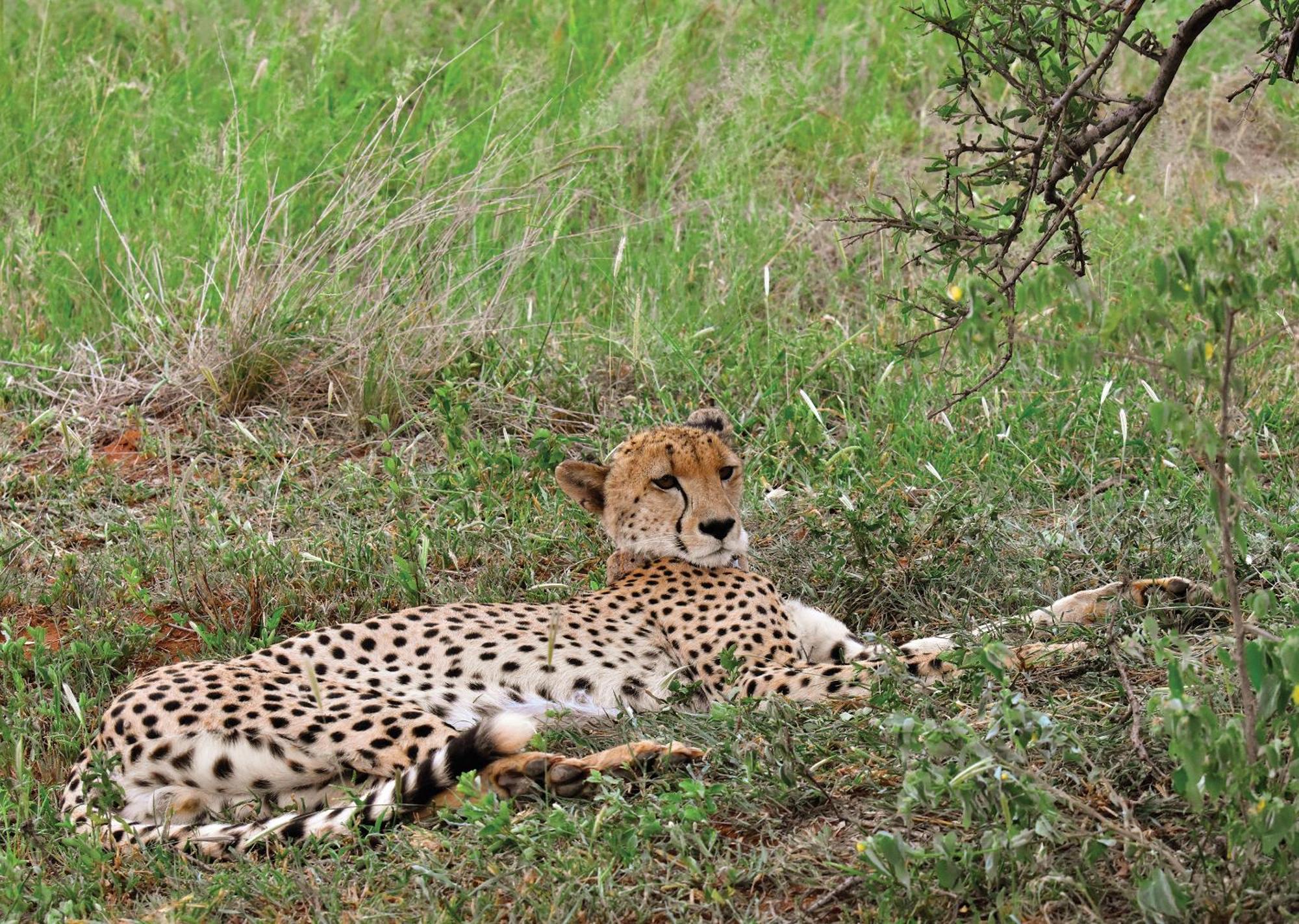 Madikwe River Lodge By Dream Resorts มาเดิคเวเกมรีเซิร์ฟ ภายนอก รูปภาพ