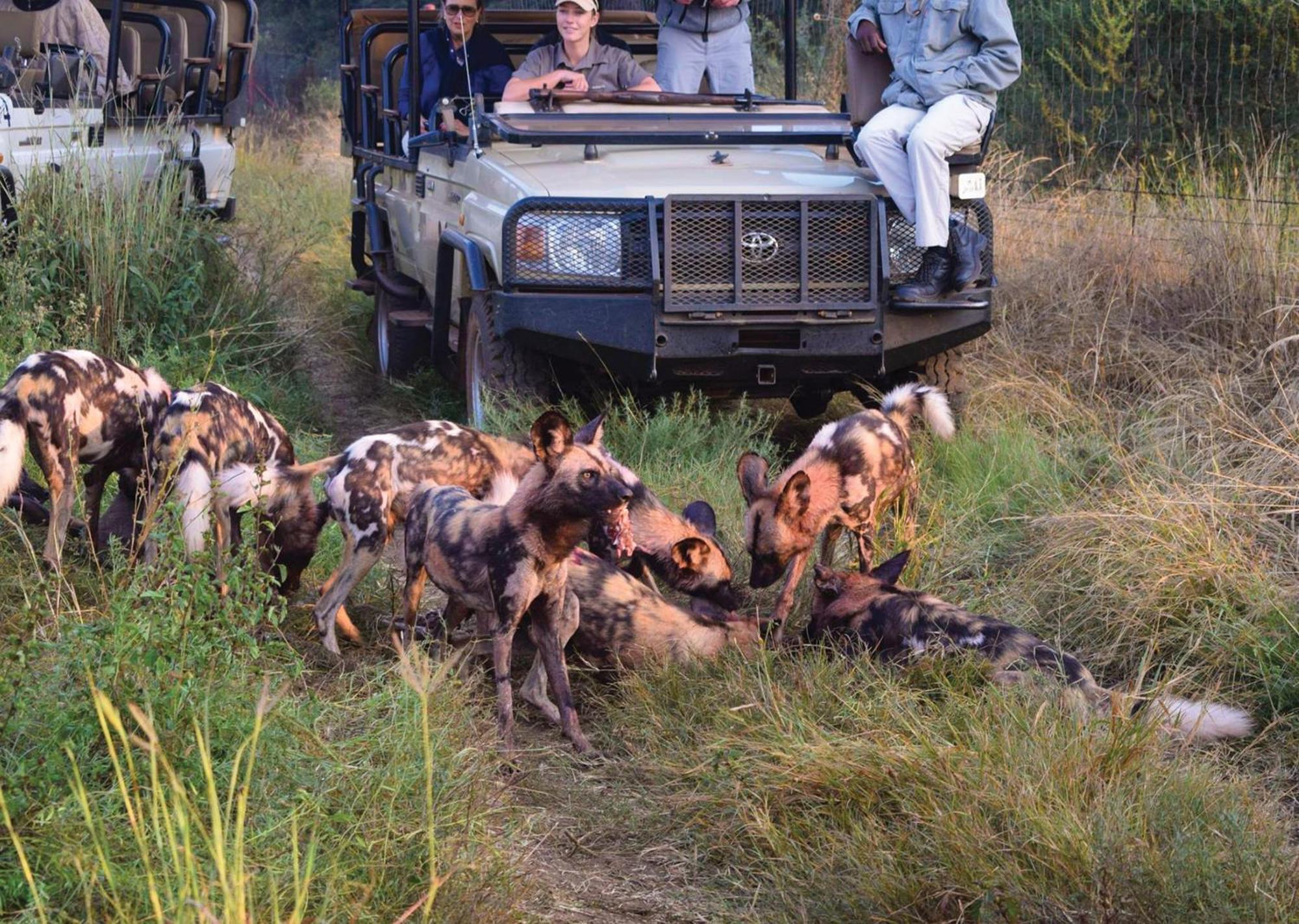 Madikwe River Lodge By Dream Resorts มาเดิคเวเกมรีเซิร์ฟ ภายนอก รูปภาพ