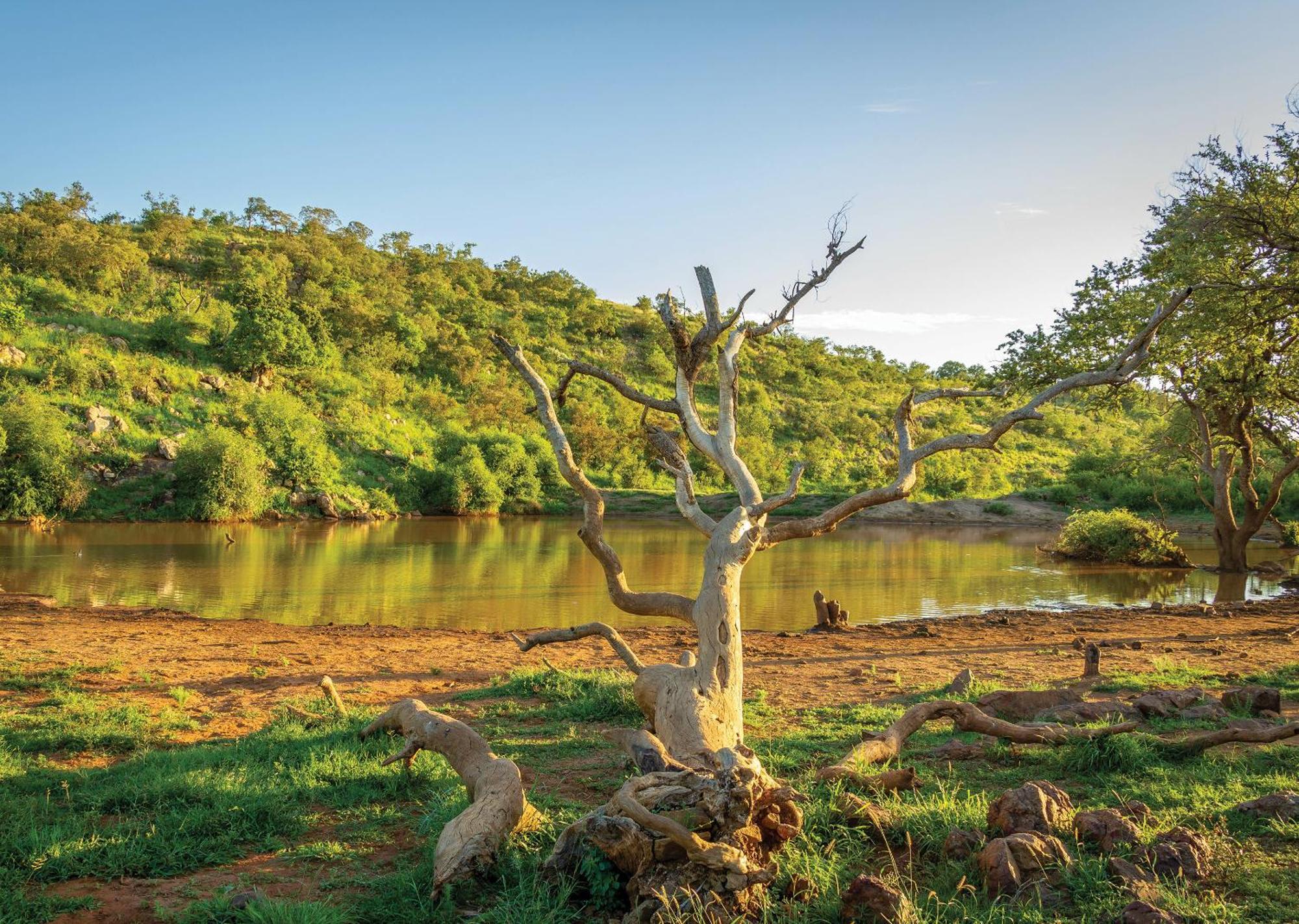Madikwe River Lodge By Dream Resorts มาเดิคเวเกมรีเซิร์ฟ ภายนอก รูปภาพ